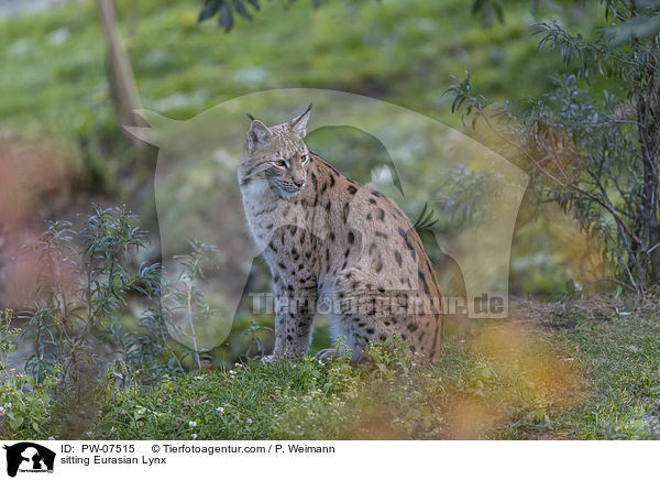 sitzender Eurasischer Luchs / sitting Eurasian Lynx / PW-07515