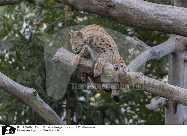 Eurasian Lynx on the branch / PW-07519