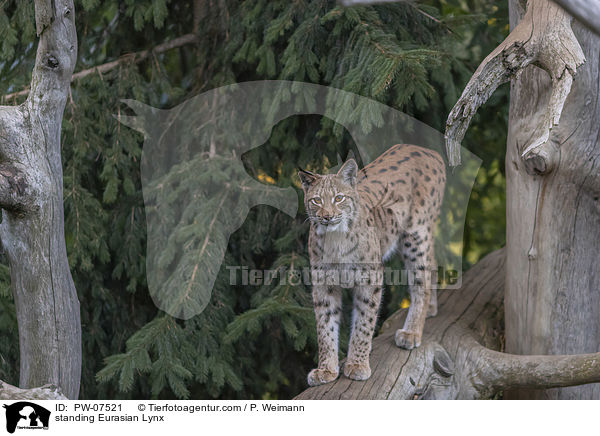 standing Eurasian Lynx / PW-07521