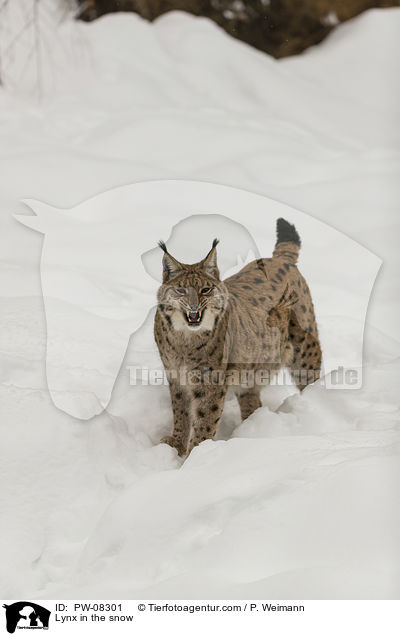 Luchs im Schnee / Lynx in the snow / PW-08301