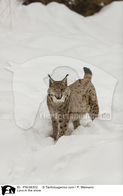Luchs im Schnee / Lynx in the snow / PW-08302