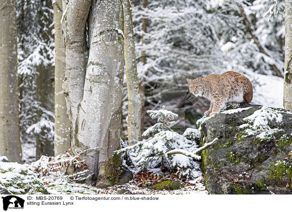 sitzender Eurasischer Luchs / sitting Eurasian Lynx / MBS-20769