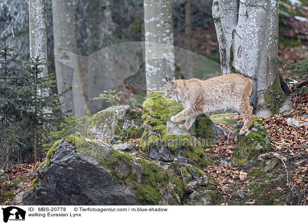 laufender Eurasischer Luchs / walking Eurasian Lynx / MBS-20778