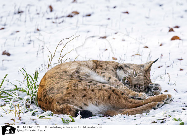 liegender Eurasischer Luchs / lying Eurasian Lynx / MBS-20872