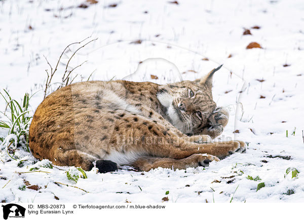 liegender Eurasischer Luchs / lying Eurasian Lynx / MBS-20873