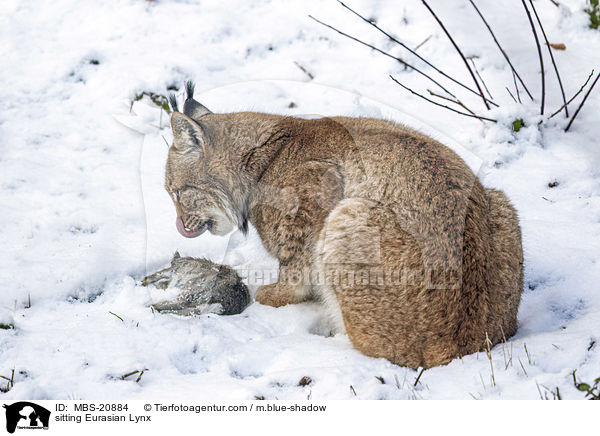 sitzender Eurasischer Luchs / sitting Eurasian Lynx / MBS-20884