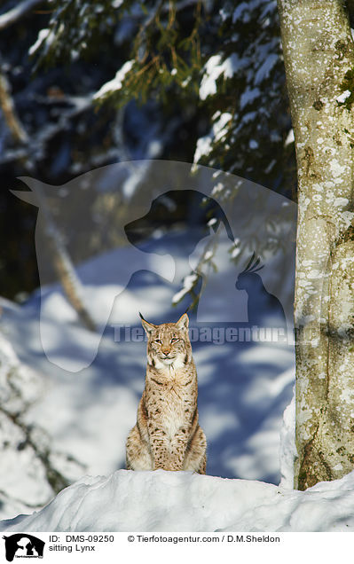 sitzender Luchs / sitting Lynx / DMS-09250