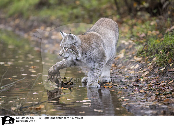 Eurasischer Luchs / Eurasian Lynx / JM-07587