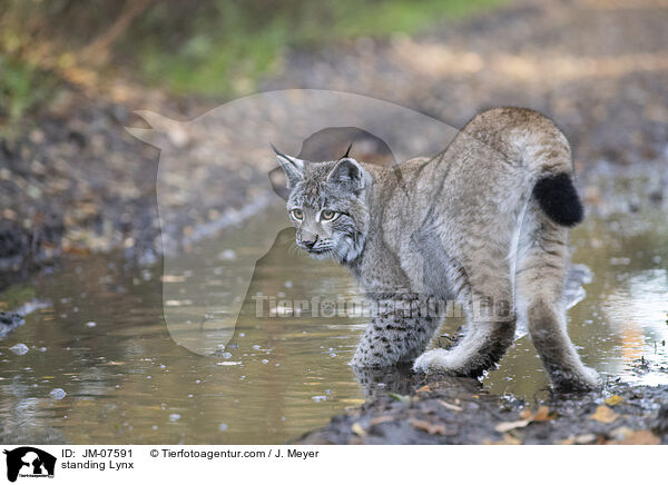 stehender Luchs / standing Lynx / JM-07591