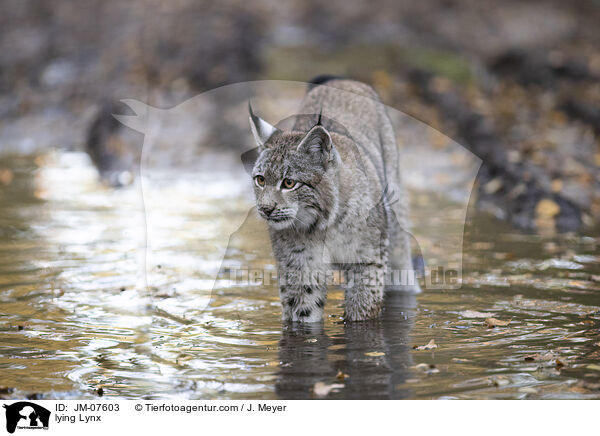 laufender Luchs / lying Lynx / JM-07603