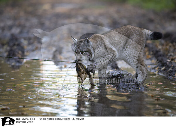 spielender Luchs / playing Lynx / JM-07613