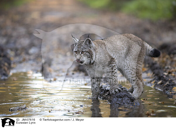 Eurasischer Luchs / Eurasian Lynx / JM-07616