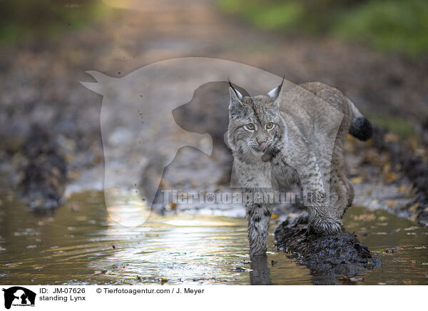 stehender Luchs / standing Lynx / JM-07626