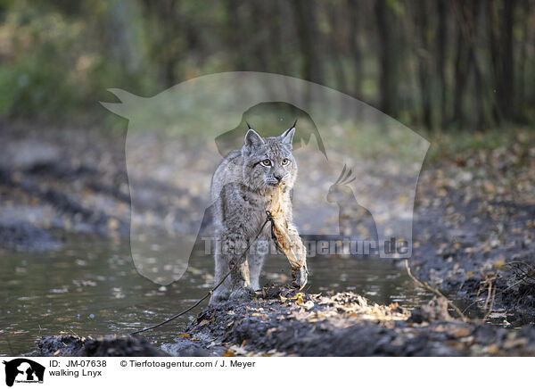 laufender Luchs / walking Lnyx / JM-07638