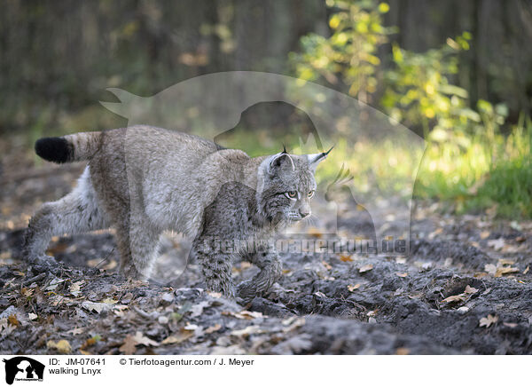 laufender Luchs / walking Lnyx / JM-07641