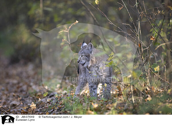 Eurasian Lynx / JM-07649