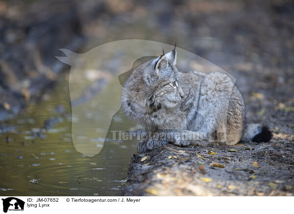 liegender Luchs / lying Lynx / JM-07652