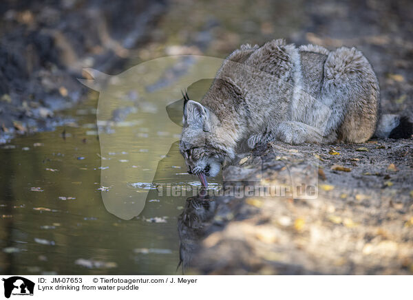 Luchs trinkt aus Wasserpftze / Lynx drinking from water puddle / JM-07653