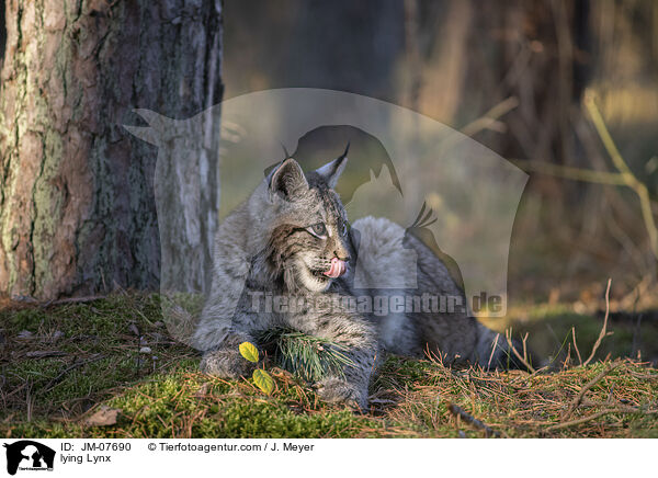liegender Luchs / lying Lynx / JM-07690