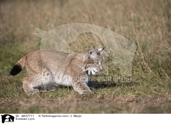 Eurasian Lynx / JM-07711