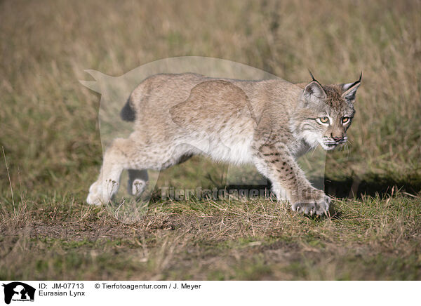 Eurasian Lynx / JM-07713