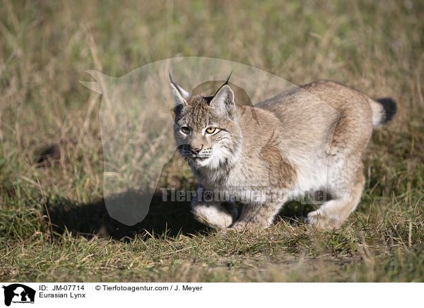 Eurasian Lynx / JM-07714