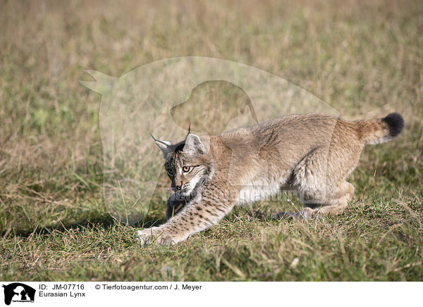 Eurasian Lynx / JM-07716