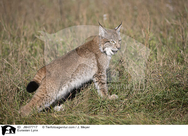 Eurasian Lynx / JM-07717