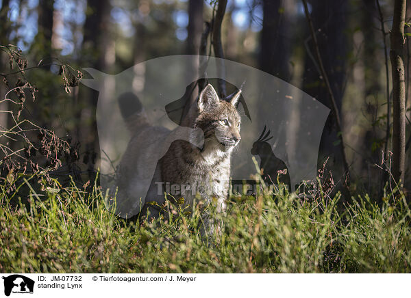 stehender Luchs / standing Lynx / JM-07732