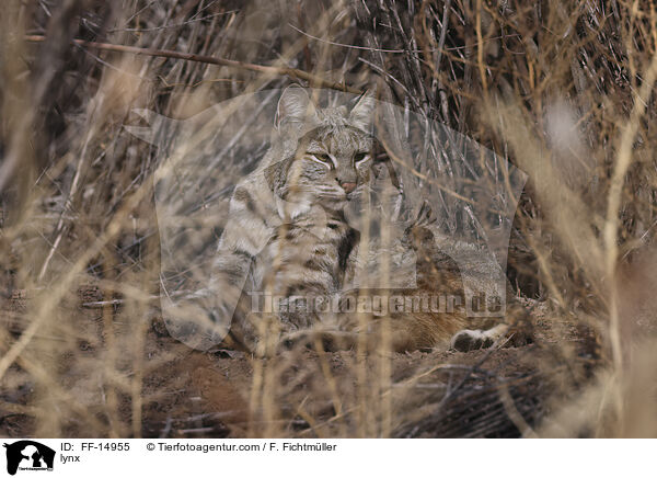 Luchs / lynx / FF-14955