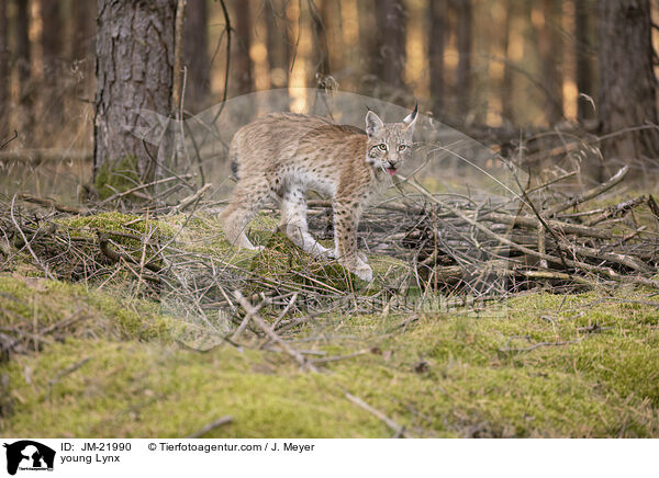 junger Luchs / young Lynx / JM-21990