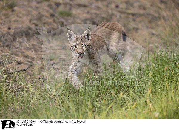 junger Luchs / young Lynx / JM-21994