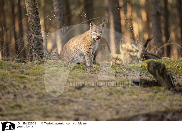 junger Luchs / young Lynx / JM-22001