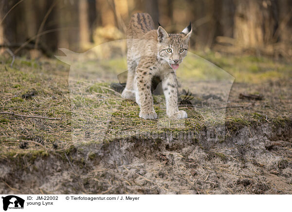 junger Luchs / young Lynx / JM-22002