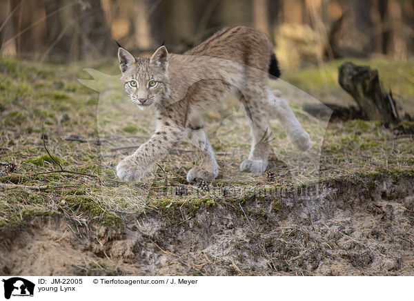 junger Luchs / young Lynx / JM-22005