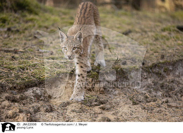 junger Luchs / young Lynx / JM-22006