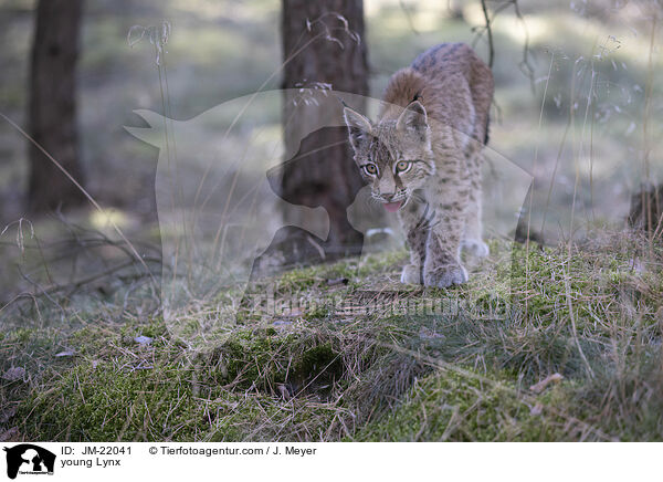 junger Luchs / young Lynx / JM-22041