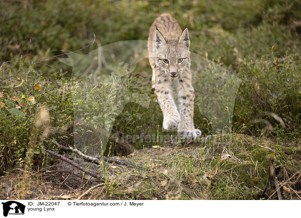 junger Luchs / young Lynx / JM-22047