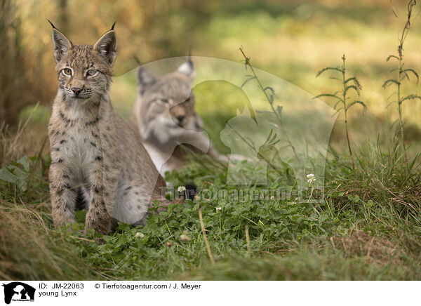 junger Luchs / young Lynx / JM-22063
