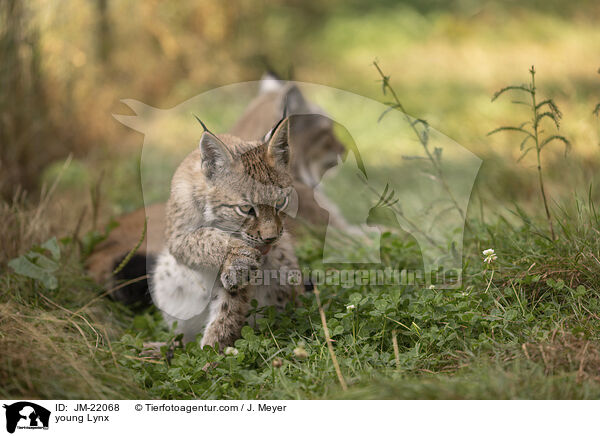 junger Luchs / young Lynx / JM-22068