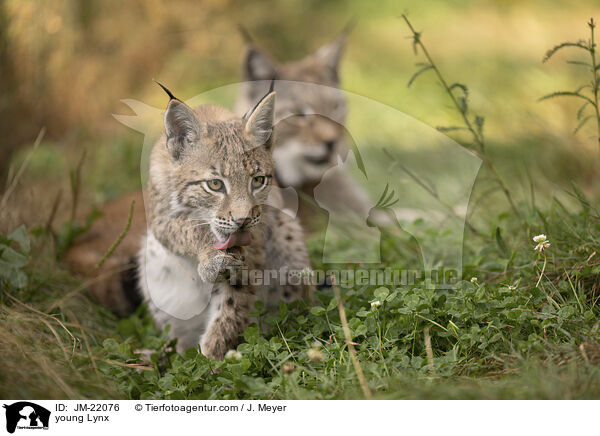 junger Luchs / young Lynx / JM-22076