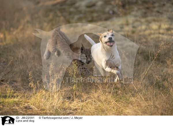 Luchs und Hund / Lynx and dog / JM-22091