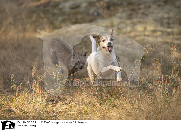 Lynx and dog / JM-22092