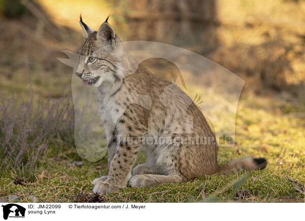 junger Luchs / young Lynx / JM-22099