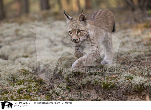 junger Luchs / young Lynx / JM-22179