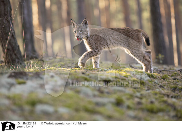 junger Luchs / young Lynx / JM-22191