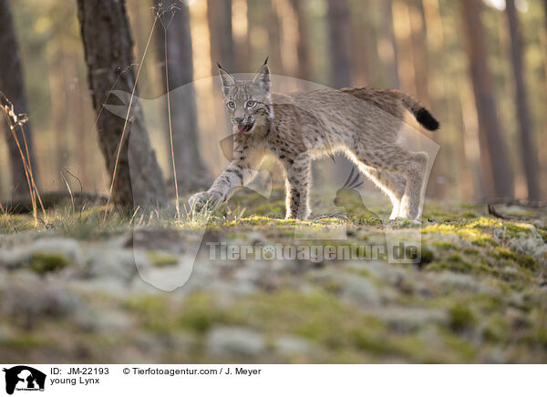 junger Luchs / young Lynx / JM-22193