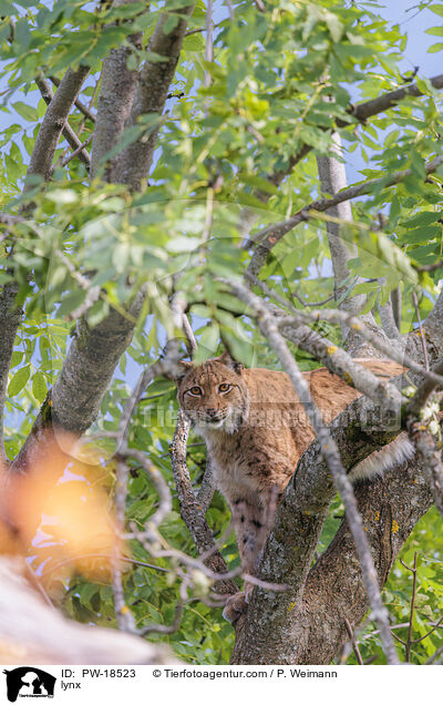 Luchs / lynx / PW-18523