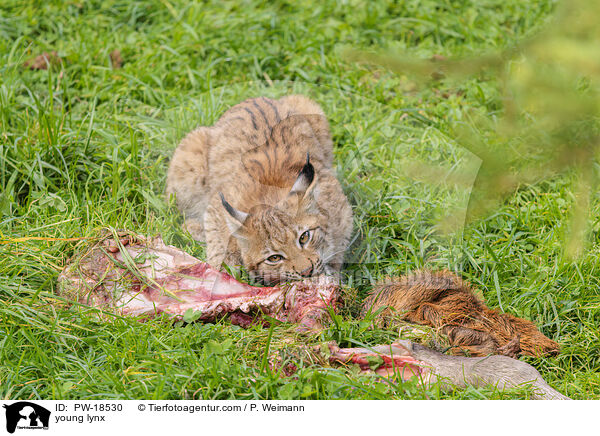 junger Luchs / young lynx / PW-18530