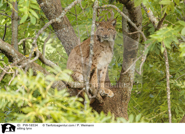 sitzender Luchs / sitting lynx / PW-18534